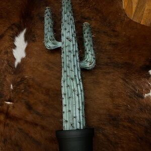 Tall Super Cute Green Cactus in Black Pot